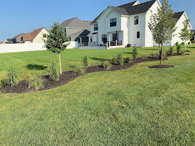Newly installed landscaping beds with dark mulch, small ornamental grasses, and young trees curving along a green lawn in front of a large white two-story house.
