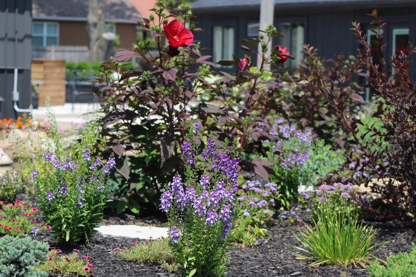 Vibrant garden scene featuring blooming shrubs and flowers, highlighting the benefits of proper tree and shrub pruning.