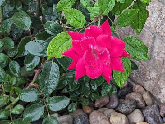 Close-up of a vibrant pink rose in bloom with water droplets on its petals and green leaves, planted next to decorative river rock.